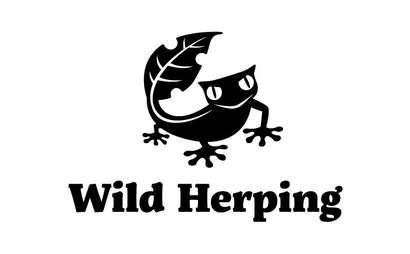 Wild Herping様
